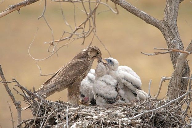 A prey bird feeds its young in its nest.