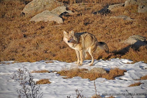 A close-up photo of a gray wolf standing in a snowy field.