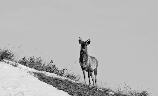 A black and white photo of a Mongolian deer standing on a hillside.