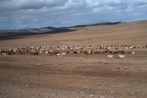 A herd of sheep and goats grazing on an open plain.