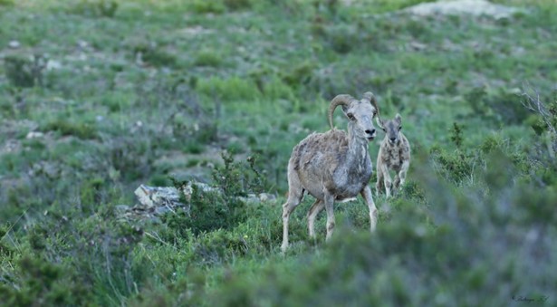 Two wild goats in a field.