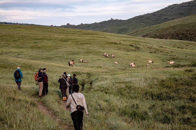 A group of people walking across a field toward a herd of wild horses.