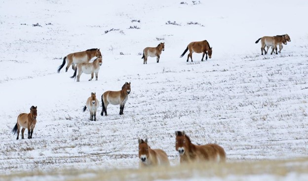 A group of wild horses stand in the snow.