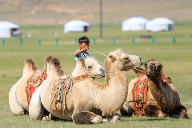 A photo of a young Mongolian boy standing next to a two-humped camel pulling on its bridle.