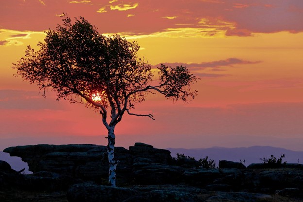A photo of a single tree in silhouette with a purple, orange, and yellow sunset in the background.
