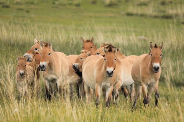 A photo of a group of tan wild horses standing on a grassy plain