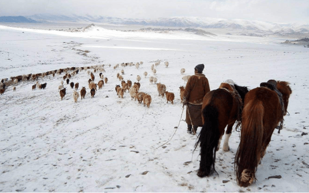 A picture of a man standing next to his horses watching his flock of sheep and goats walk across a snow-covered plain.