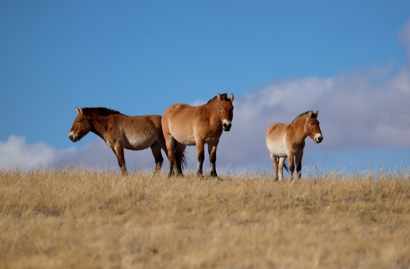 A picture of three wild Przewalski's Horses standing at the top of a ridge covered in brown grass.