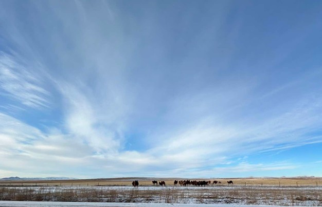 A landscape photograph of a herd of two-humped camels grazing on the snowy plains in Mongolia.